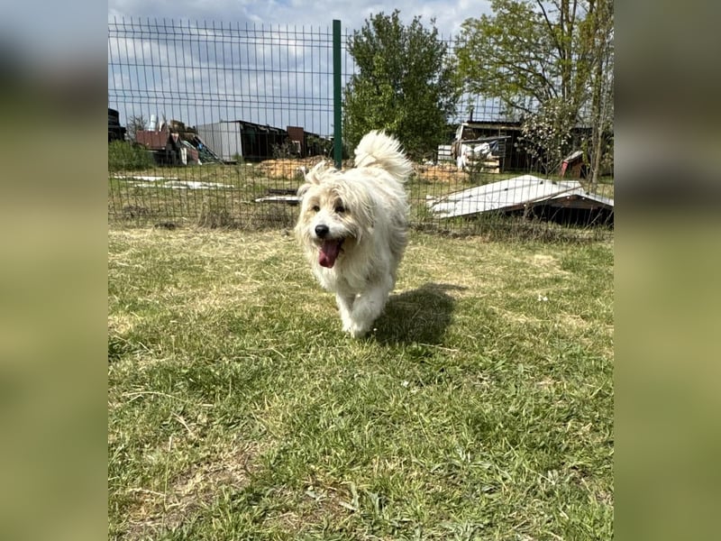 Zelda, geb. 06.2022, 62cm sucht ihre Menschen