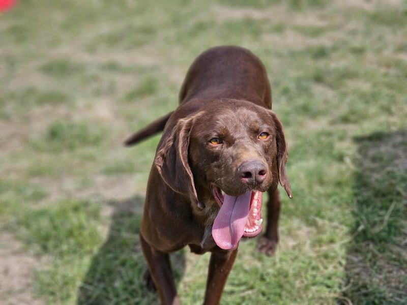 Csoki, geboren 01.08.2022, 61cm sucht sein Körbchen