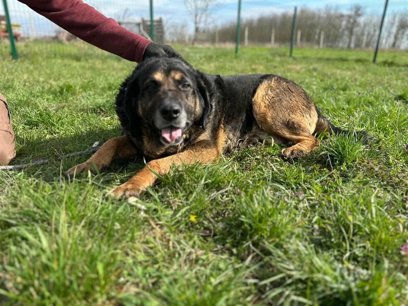 Milka, geboren 01.08.2017, 65cm sucht sicheres Körbchen