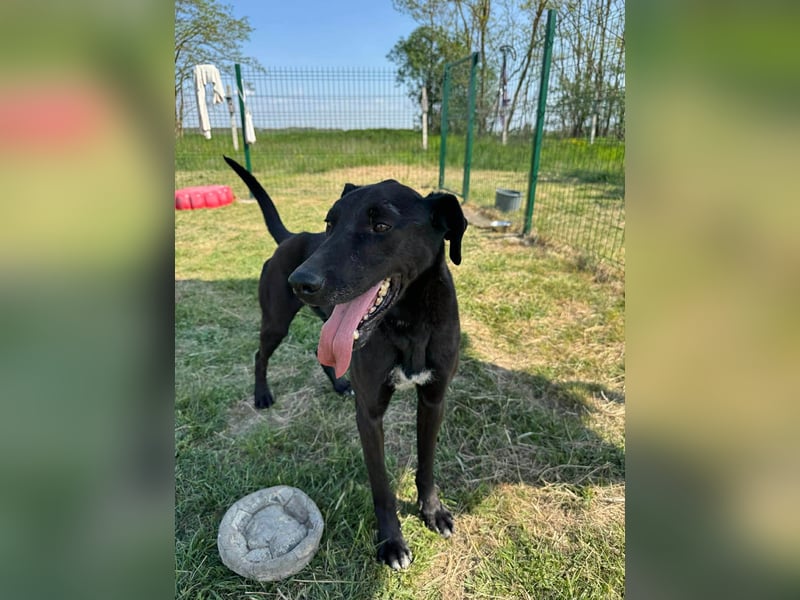 Joey, geb. 08.2020, 68cm, sucht seine aktiven Menschen