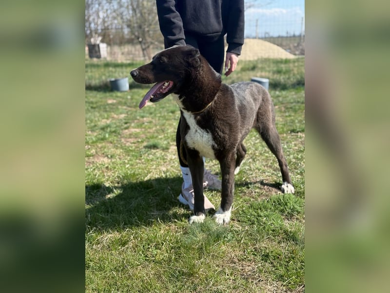 Athena, geb. 01.02.2020, 67 cm, sucht erfahrene Menschen