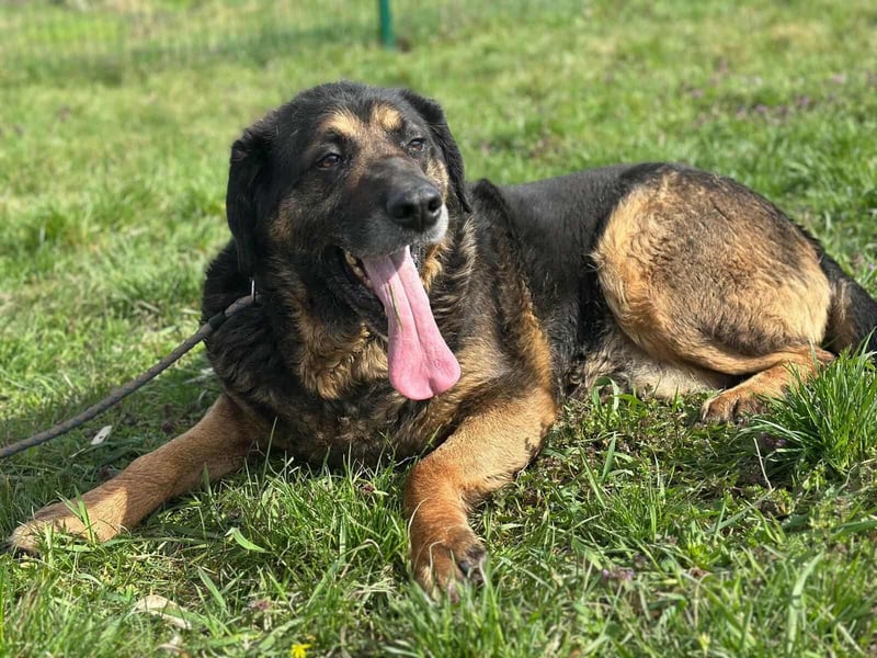 Milka, geboren 01.08.2017, 65cm sucht sicheres Körbchen