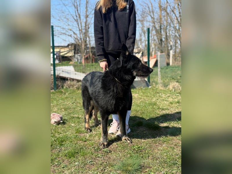 Onix, geboren 01.02.2019, 67cm sucht sein Zuhause