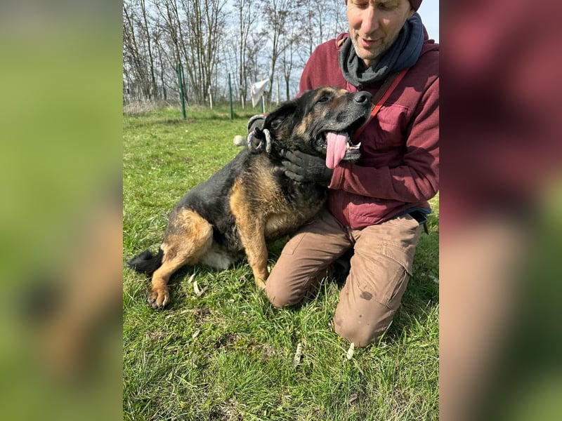 Milka, geboren 01.08.2017, 65cm sucht sicheres Körbchen