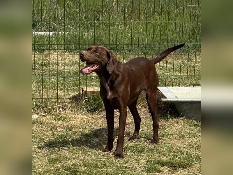 Csoki, geboren 01.08.2022, 61cm sucht sein Körbchen