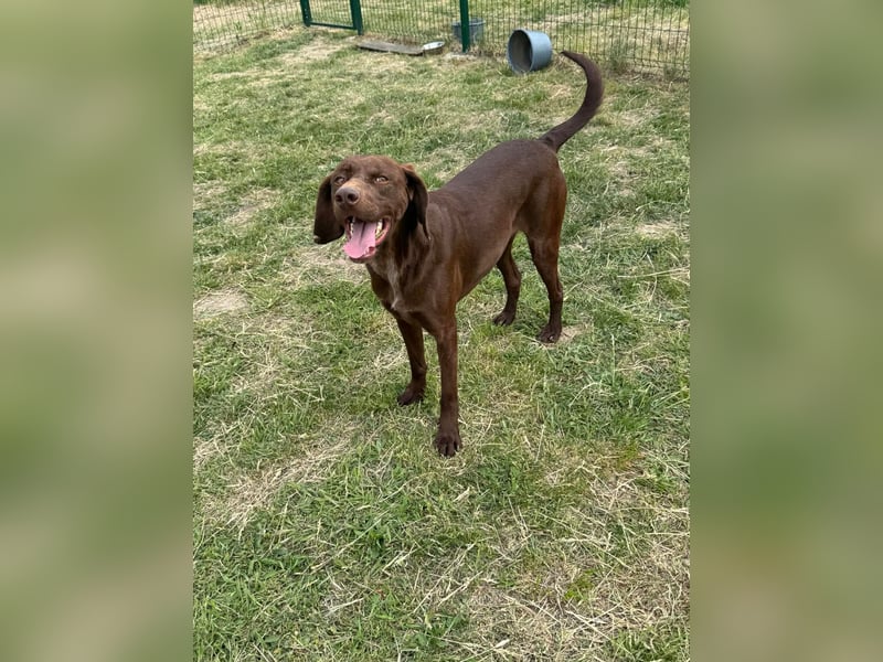 Csoki, geboren 01.08.2022, 61cm sucht sein Körbchen