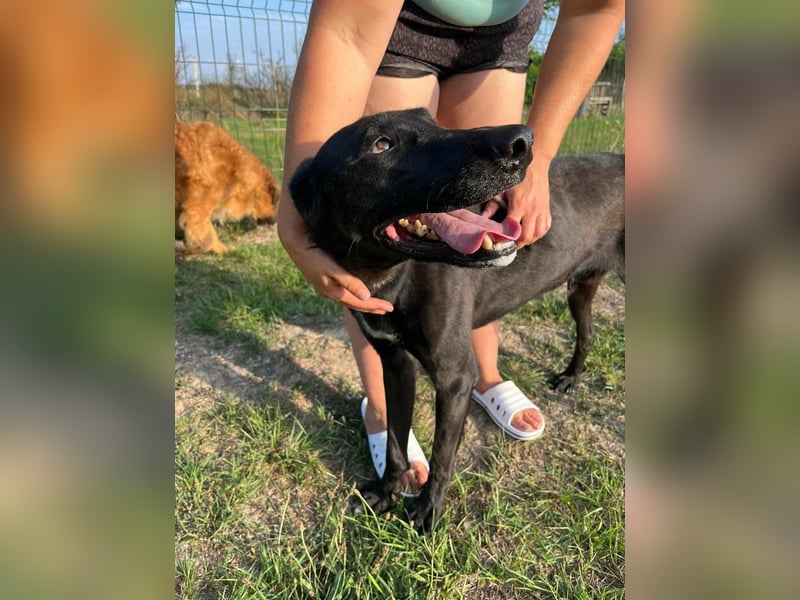 Joey, geboren 02.08.2020, 68cm sucht sein Körbchen
