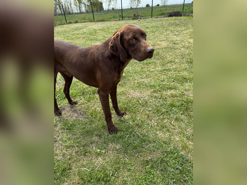 Csoki, geboren 01.08.2022, 61cm sucht sein Körbchen