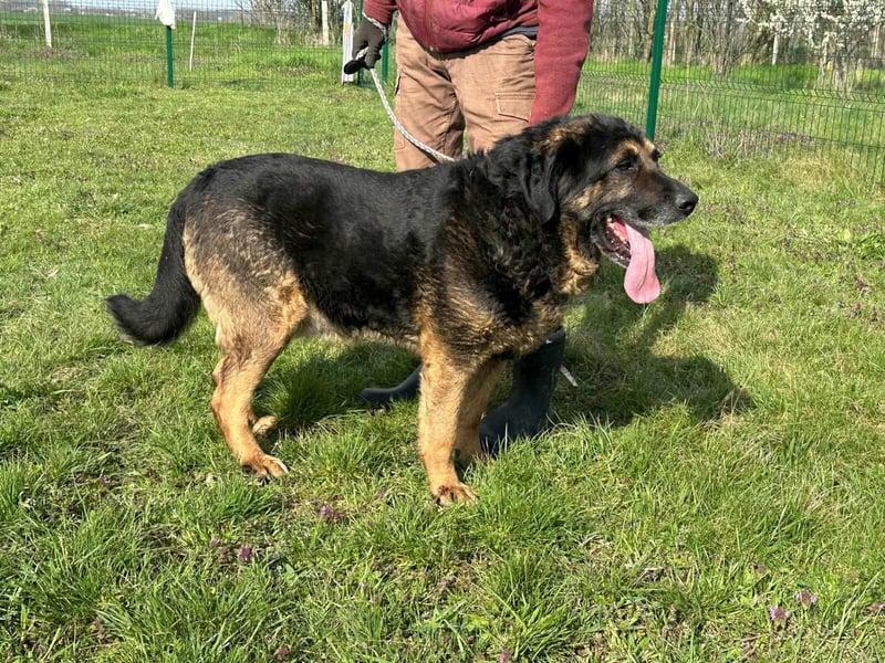 Milka, geboren 01.08.2017, 65cm sucht sicheres Körbchen