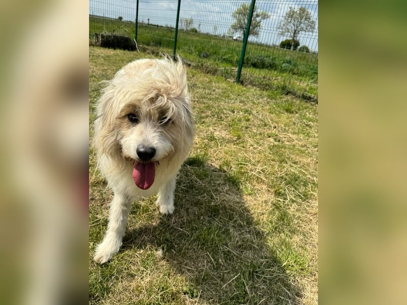 Zelda, geb. 06.2022, 62cm sucht ihre Menschen