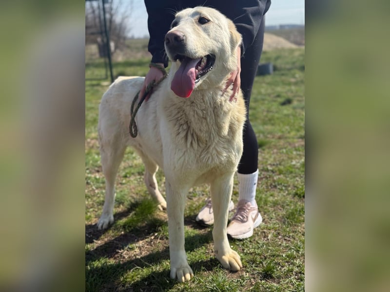 Runa, geb. 02.2023, sucht ein erfahrenes zu Hause