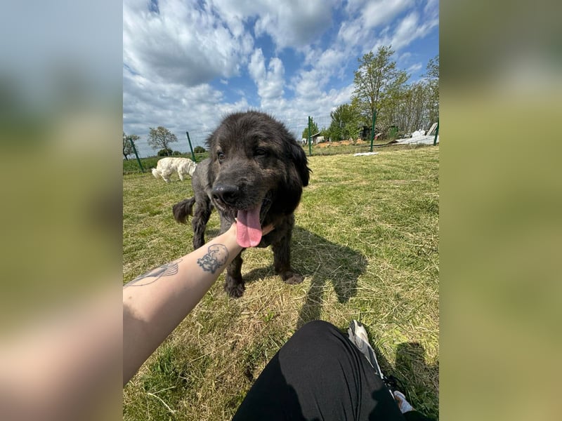 Bruce, geboren 01.01.2019, 59cm sucht seine Menschen