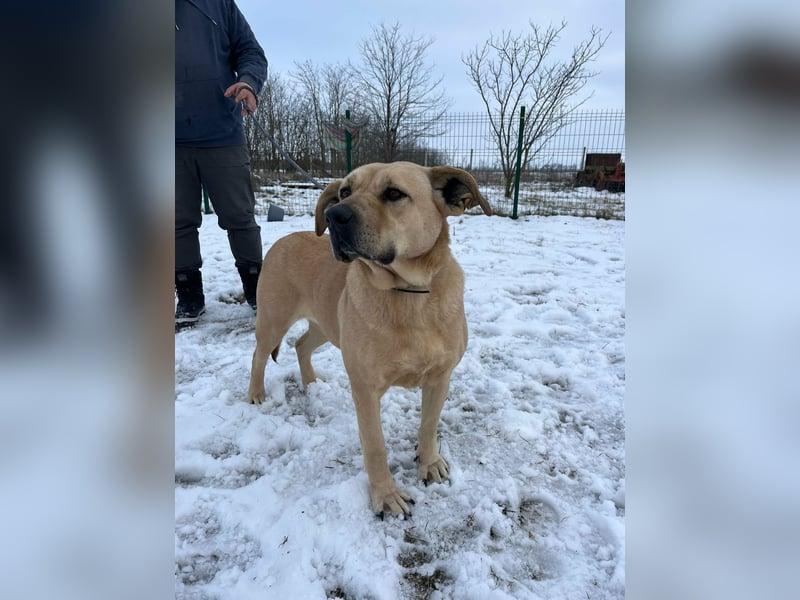 Gerda, geboren 07.07.2021, 67cm suchtn ihre Menschen