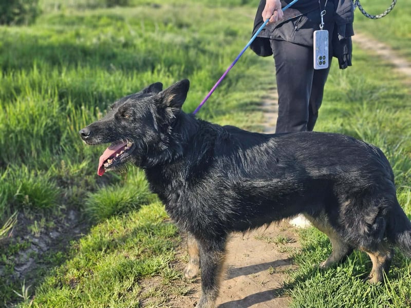 Onix, geb. 02.2019, 67cm, sucht endlich sein für immer Körbchen