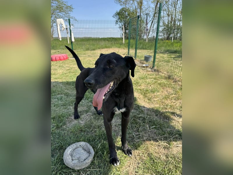 Joey, geb. 02.08.2020, 68 cm, wünscht sich ein aktives Hundeleben