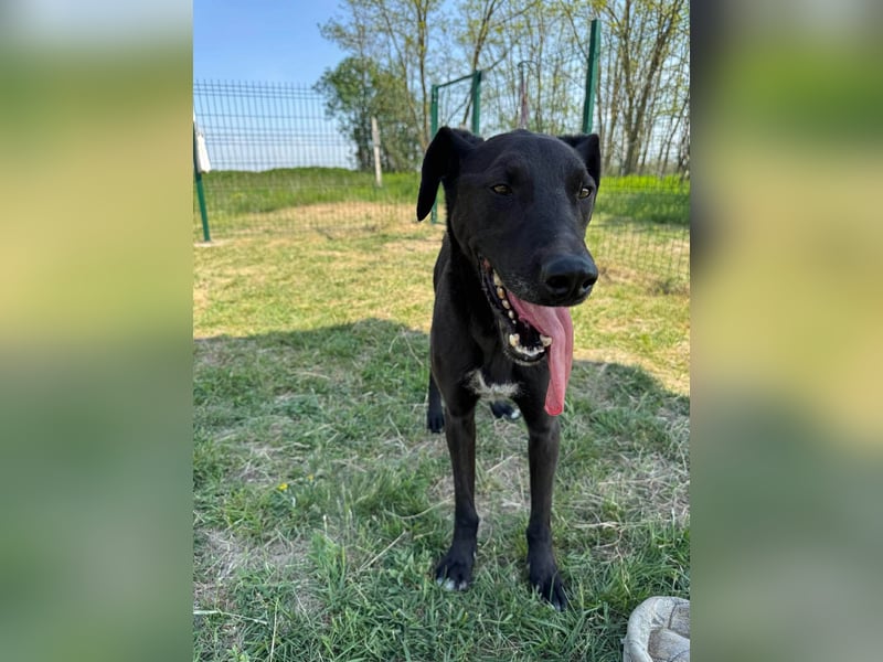 Joey, geb. 08.2020, 68cm, sucht seine aktiven Menschen