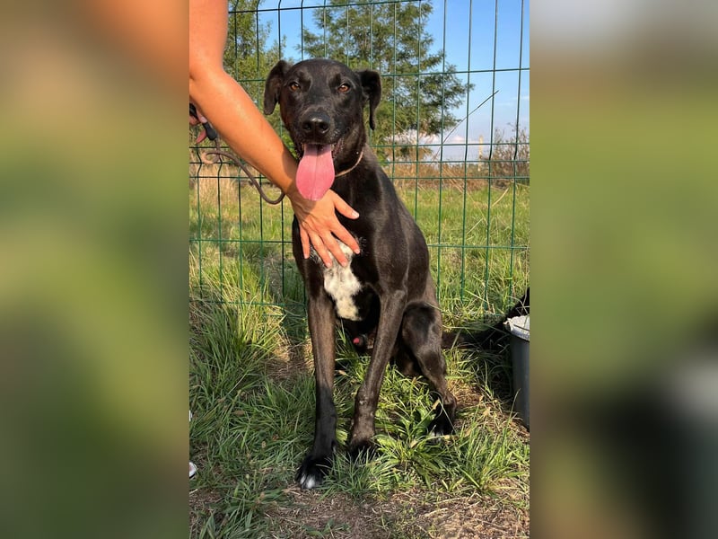 Joey, geboren 02.08.2020, 68cm sucht sein Körbchen