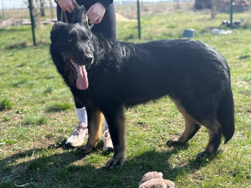 Onix, geboren 01.02.2019, 67cm sucht sein Zuhause