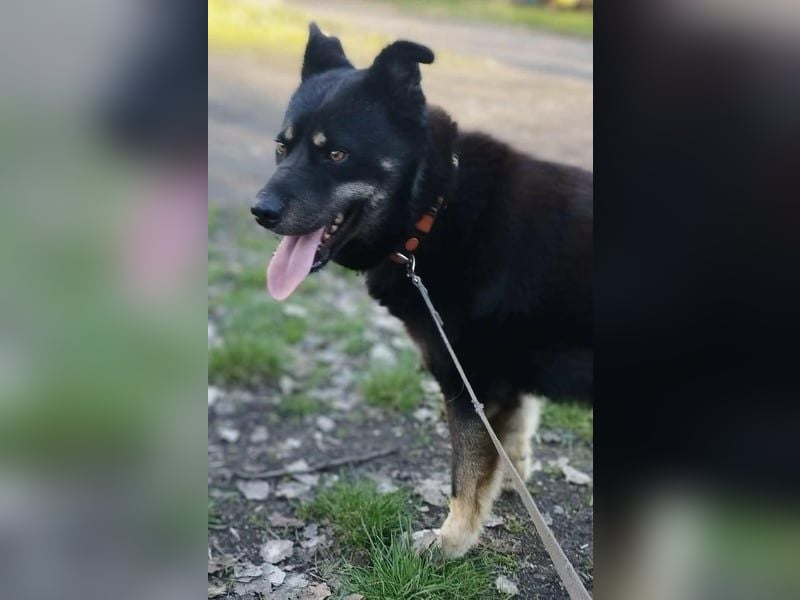 Kimi, geb. 01.01.2025, 64 cm, wünscht sich ein aktives Zuhause