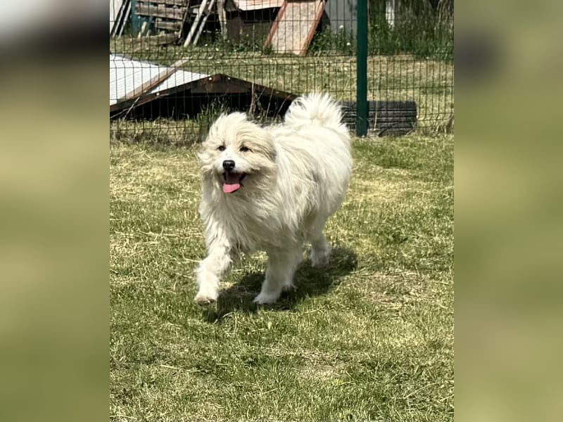 Zelda, geb. 06.2022, 62cm sucht ihre Menschen