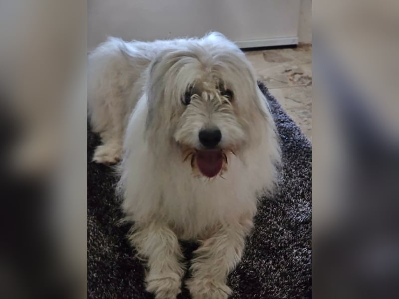 Zelda, geb. 06.2022, 62cm sucht ihre Menschen