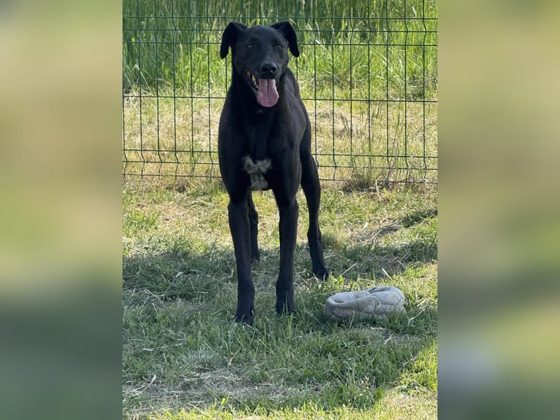 Joey, geb. 02.08.2020, 68 cm, wünscht sich ein aktives Hundeleben