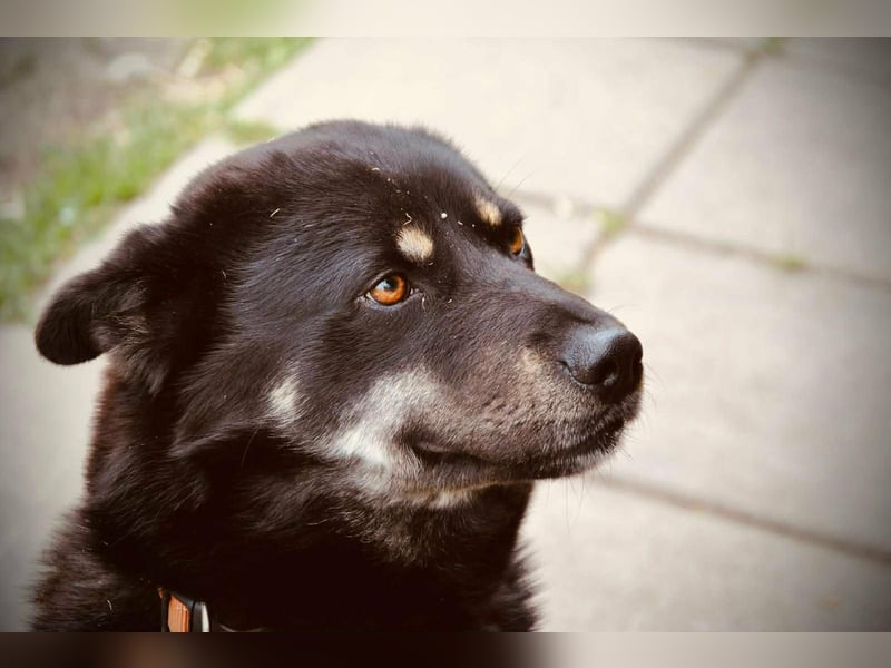 Kimi, geb. 01.01.2025, 64 cm, wünscht sich ein aktives Zuhause
