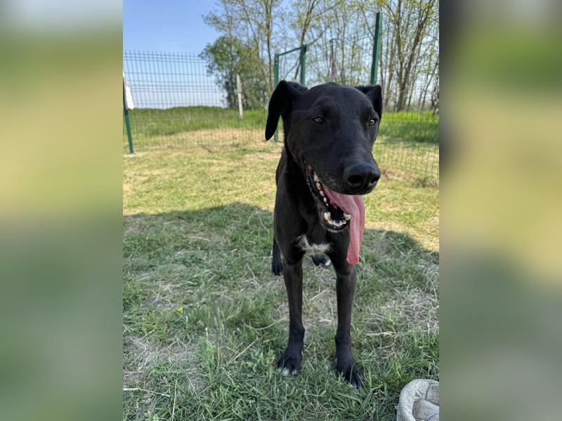 Joey, geb. 02.08.2020, 68 cm, wünscht sich ein aktives Hundeleben