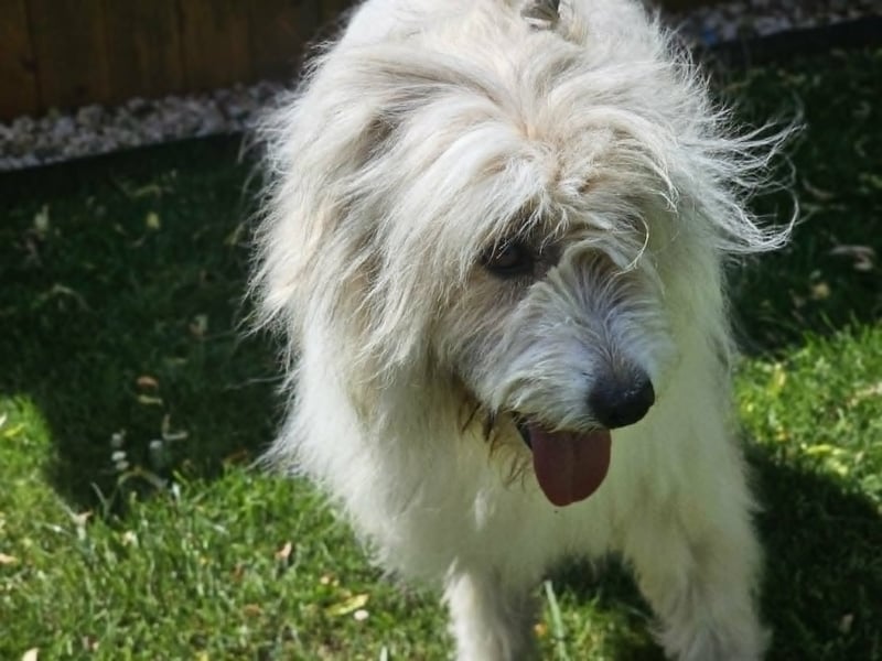 Zelda, geb. 06.2022, 62cm sucht ihre Menschen