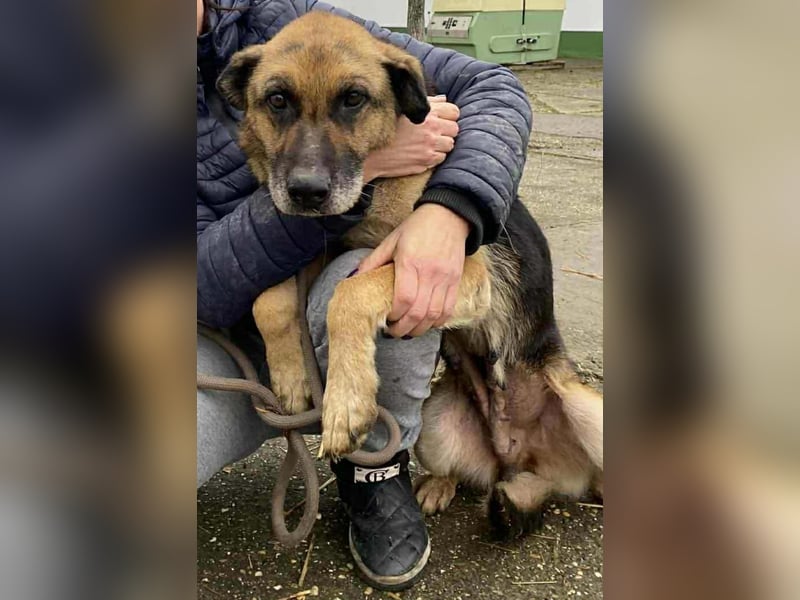 Helena, geboren 12.04.2016, 63cm sucht ihren Ruheplatz