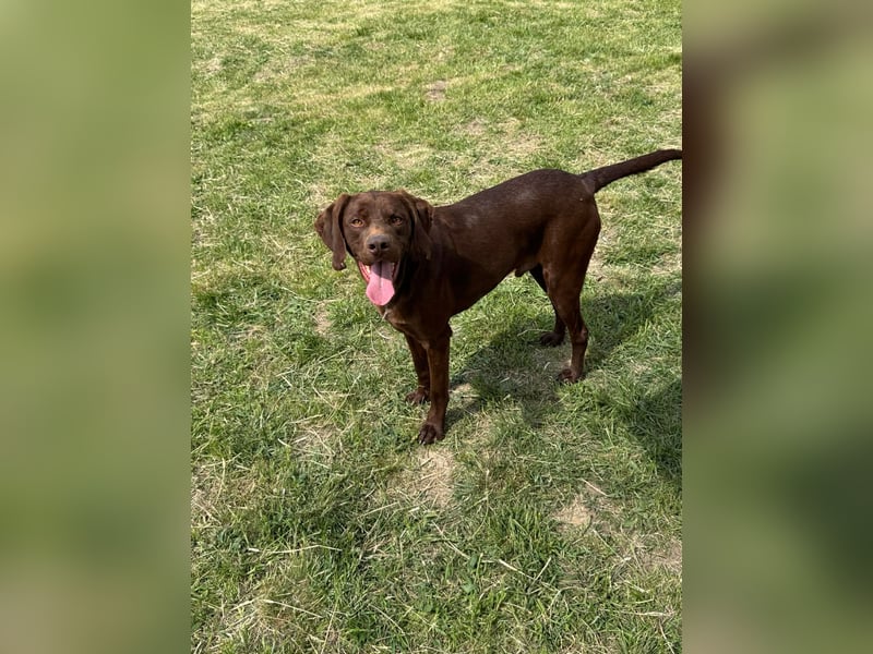 Csoki, geboren 01.08.2022, 61cm sucht sein Körbchen