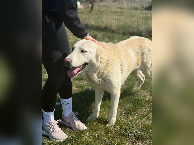 Runa, geb. 02.2023, sucht ein erfahrenes zu Hause