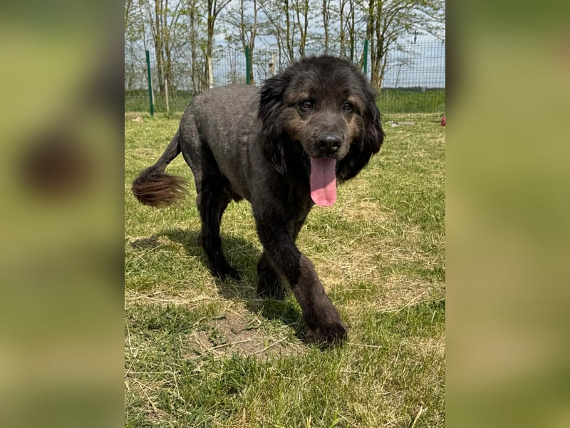 Bruce, geboren 01.01.2019, 59cm sucht seine Menschen