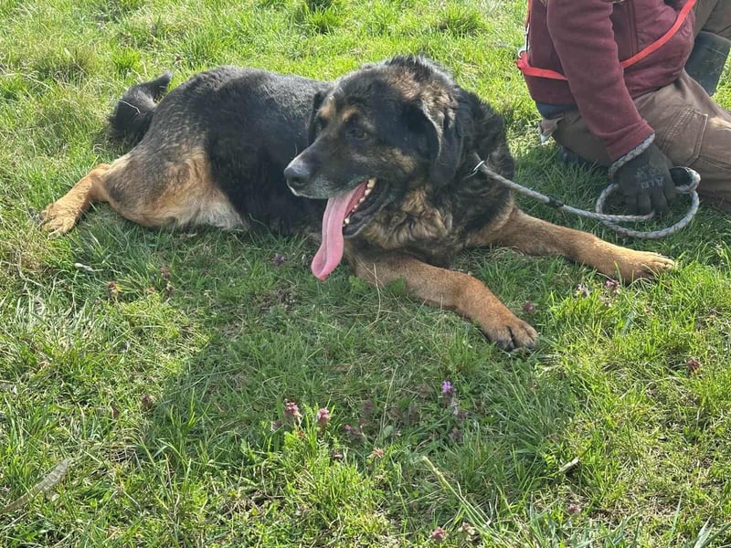 Milka, geboren 01.08.2017, 65cm sucht sicheres Körbchen