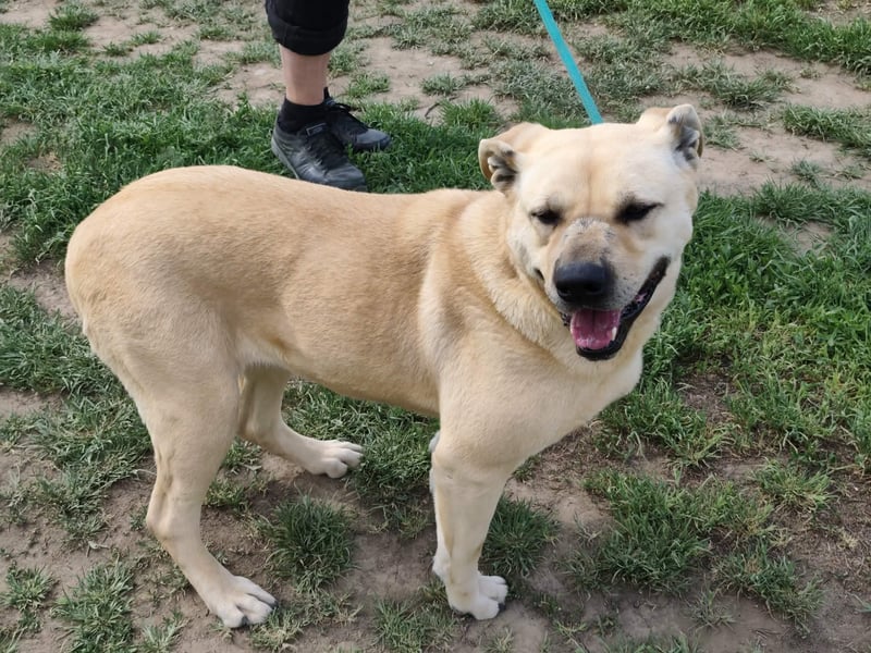 Gerda, geb. 07.2021, 67cm liebt das Wasser