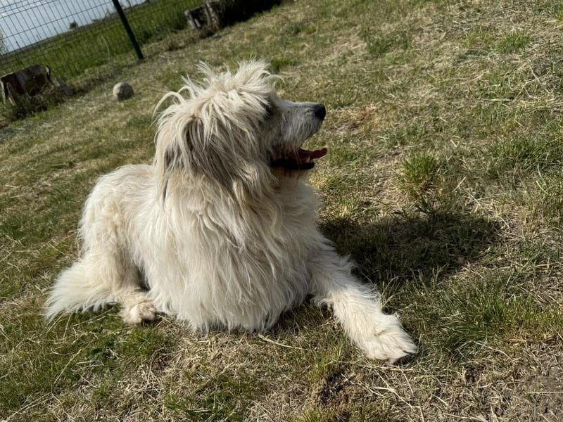 Zelda, geb. 06.2022, 62cm sucht ihre Menschen