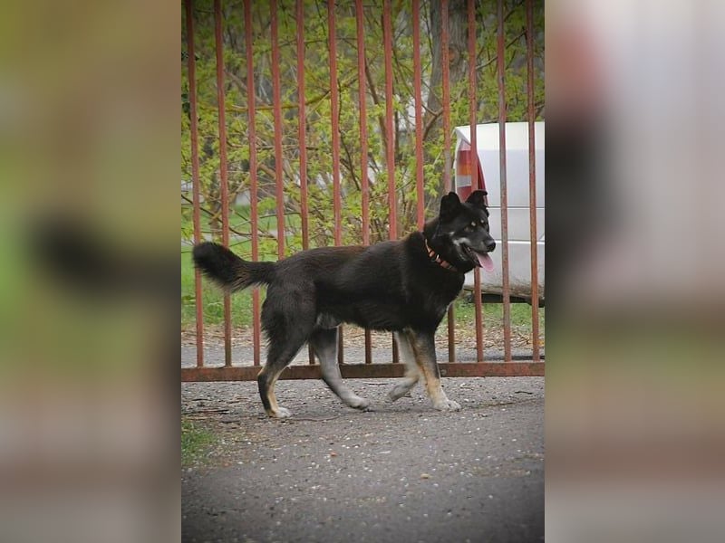 Kimi, geb. 01.01.2025, 64 cm, wünscht sich ein aktives Zuhause