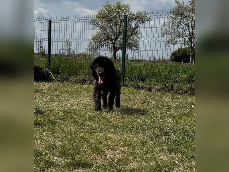 Bruce, geb. 01.2019, 59cm sucht seine Menschen