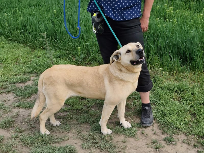 Gerda, geb. 07.2021, 67cm liebt das Wasser