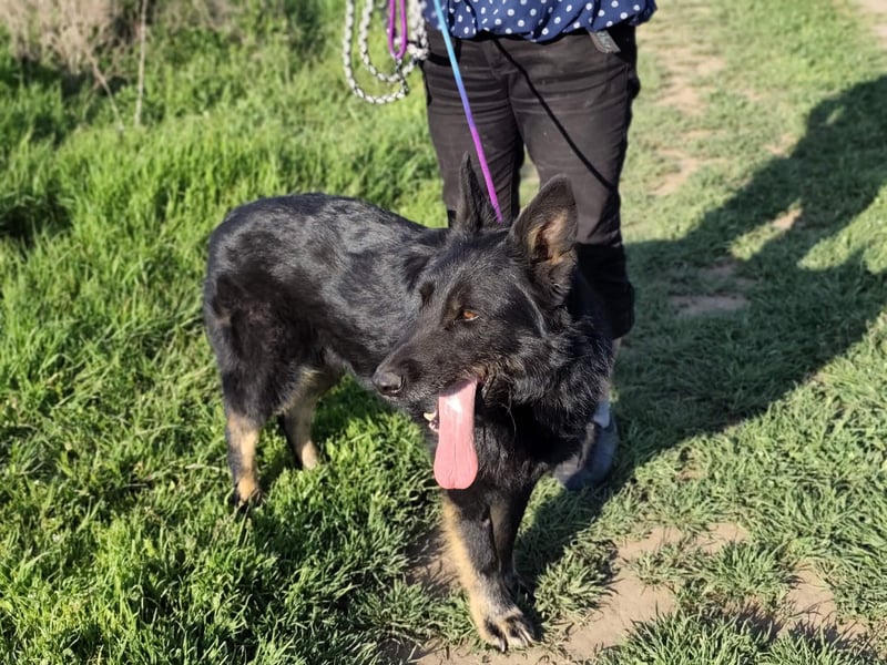 Onix, geb. 02.2019, 67cm, sucht endlich sein für immer Körbchen