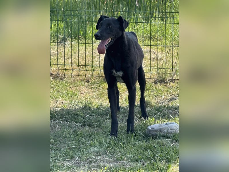 Joey, geb. 02.08.2020, 68 cm, wünscht sich ein aktives Hundeleben