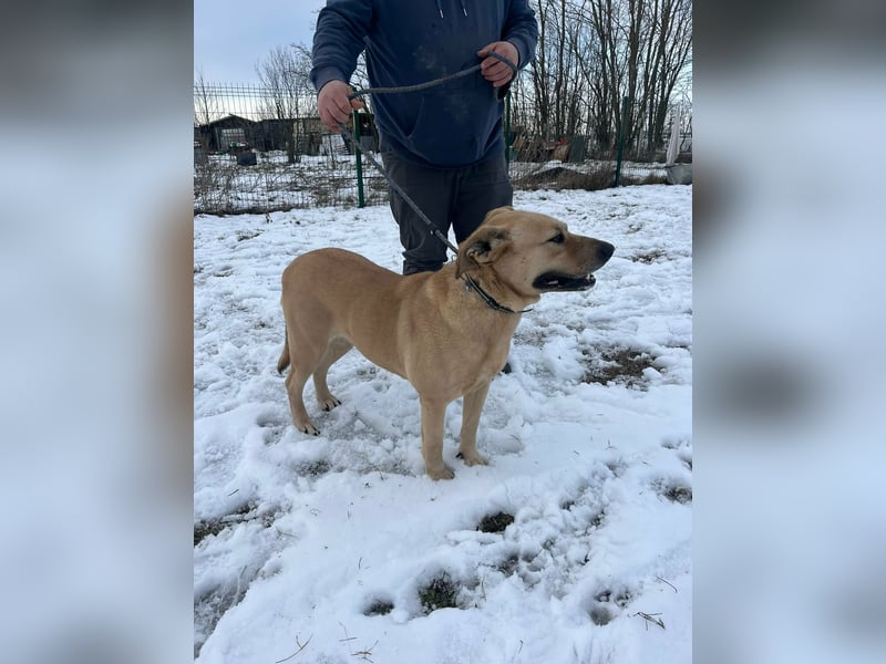 Gerda, geboren 07.07.2021, 67cm suchtn ihre Menschen