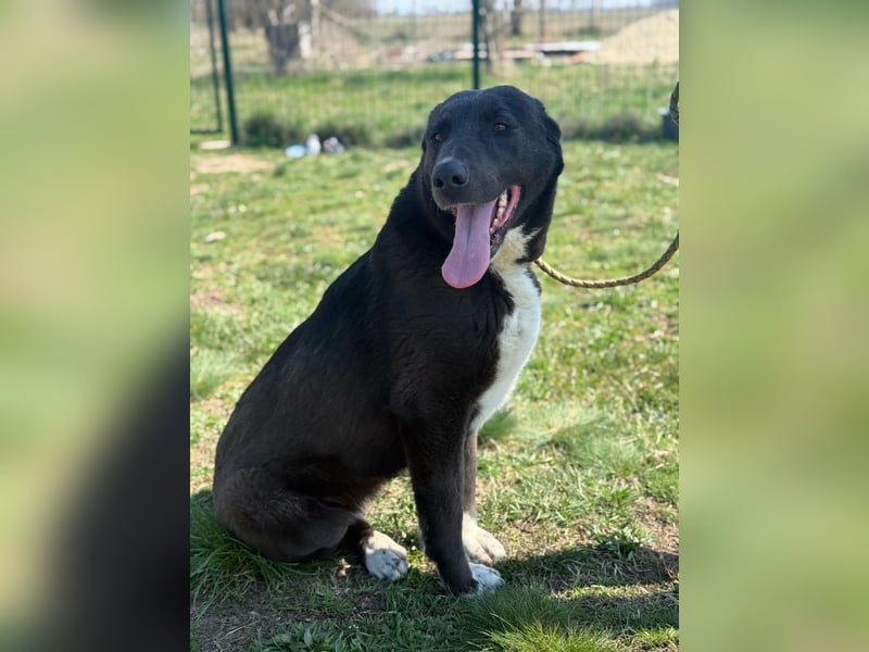 Athena, geb. 01.02.2020, 67 cm, sucht erfahrene Menschen