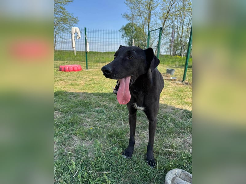 Joey, geb. 08.2020, 68cm, sucht seine aktiven Menschen