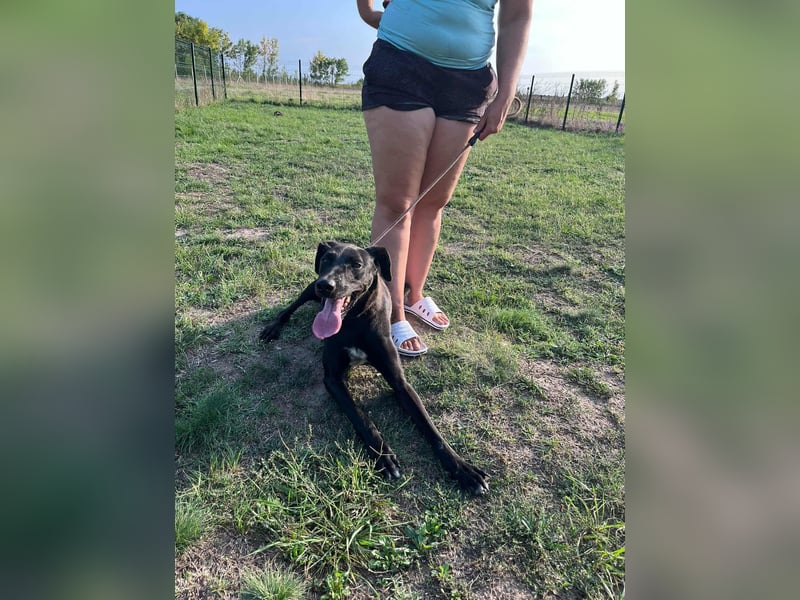 Joey, geboren 02.08.2020, 68cm sucht sein Körbchen