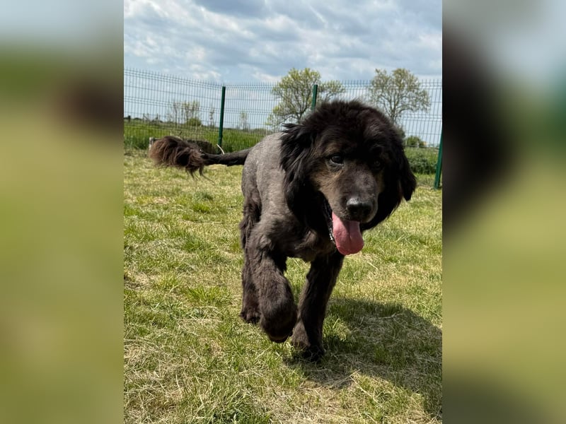 Bruce, geb. 01.2019, 59cm sucht seine Menschen