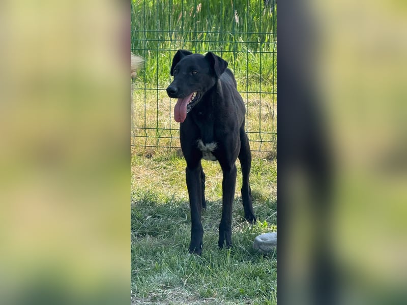 Joey, geb. 02.08.2020, 68 cm, wünscht sich ein aktives Hundeleben