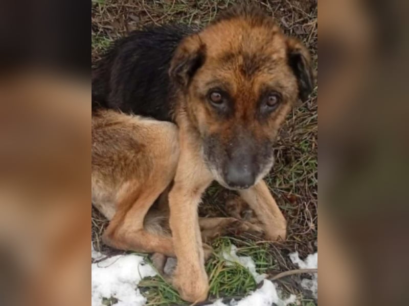 Helena, geboren 12.04.2016, 63cm sucht ihren Ruheplatz