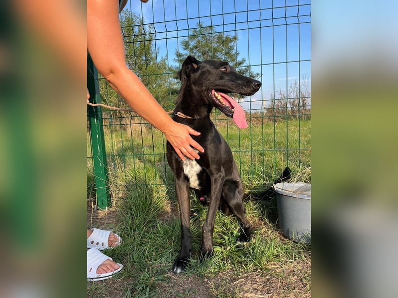 Joey, geboren 02.08.2020, 68cm sucht sein Körbchen