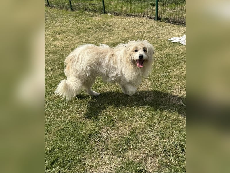 Zelda, geb. 06.2022, 62cm sucht ihre Menschen